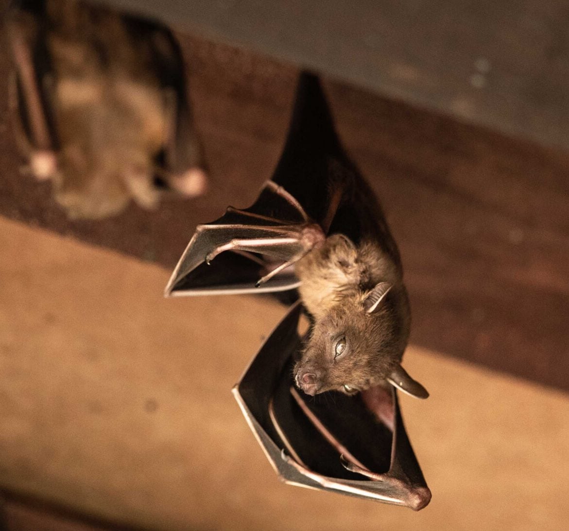Expert bat removal services for a safe and humane solution in San Antonio